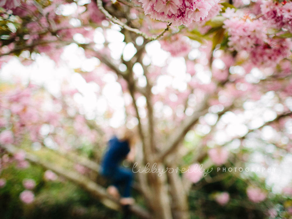 Cherry Blossom Photography - LibbyOReilly