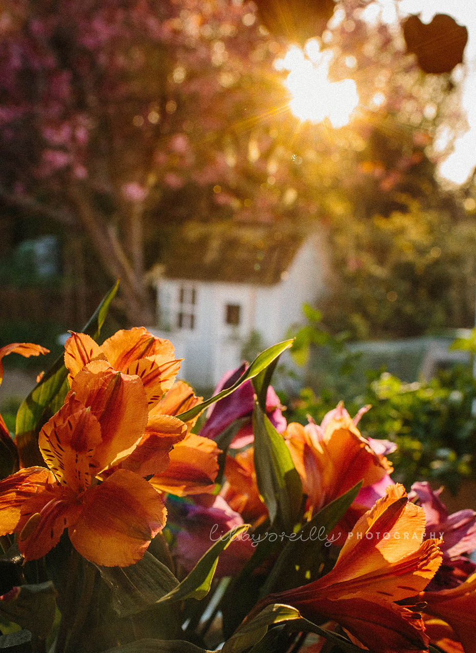 Cherry Blossom Photography - LibbyOReilly